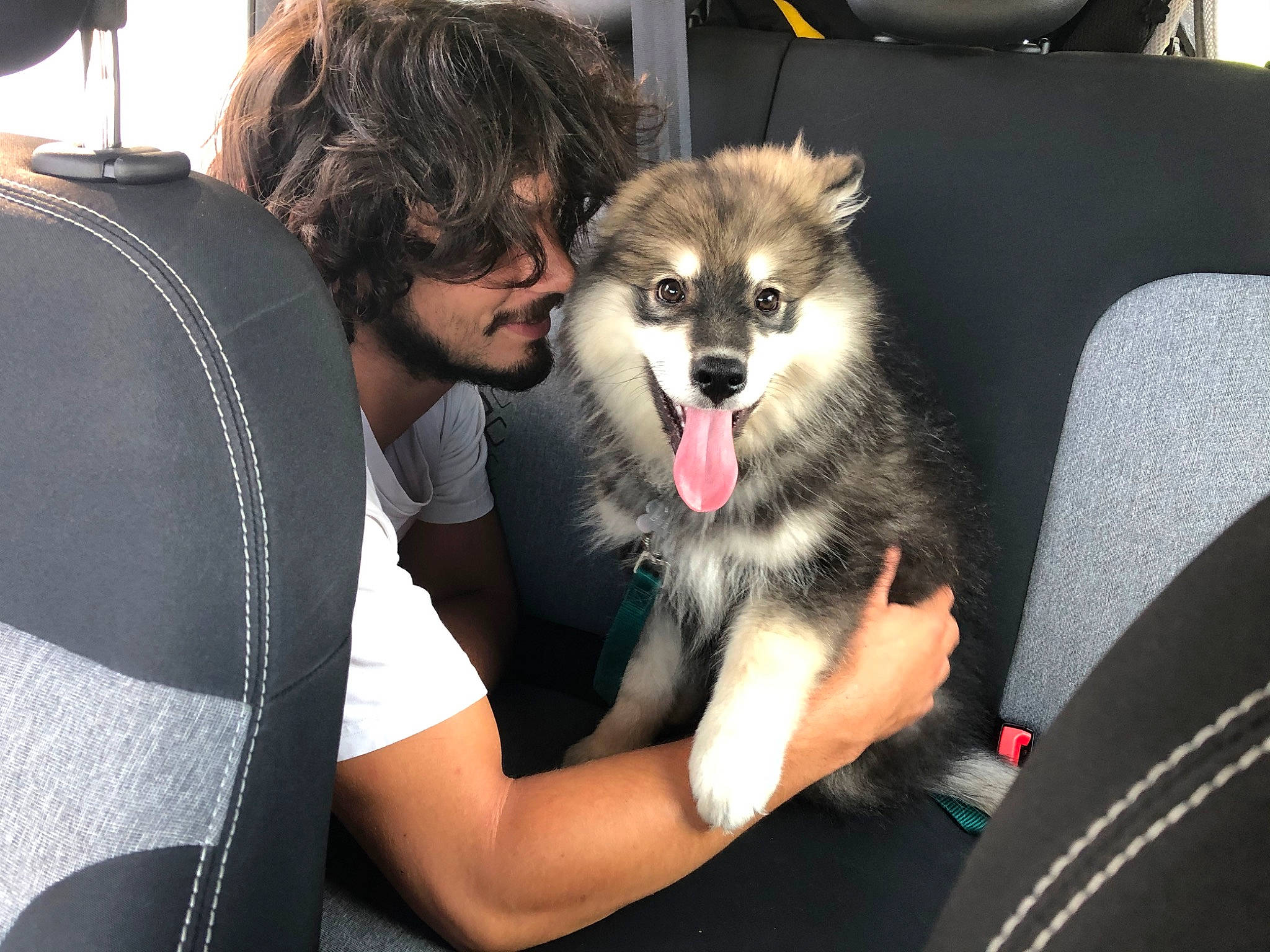 Niviuk a rejoint le concours — aidez-le/la à gagner de superbes lots ! canidae, carnivore, chair, companion_dog, dog, dog_breed, dog_supply, fang, fawn, fur, jaw, non_sporting_group, sitting, snout, spitz, sporting_group, street_fashion, wildlife, working_dog