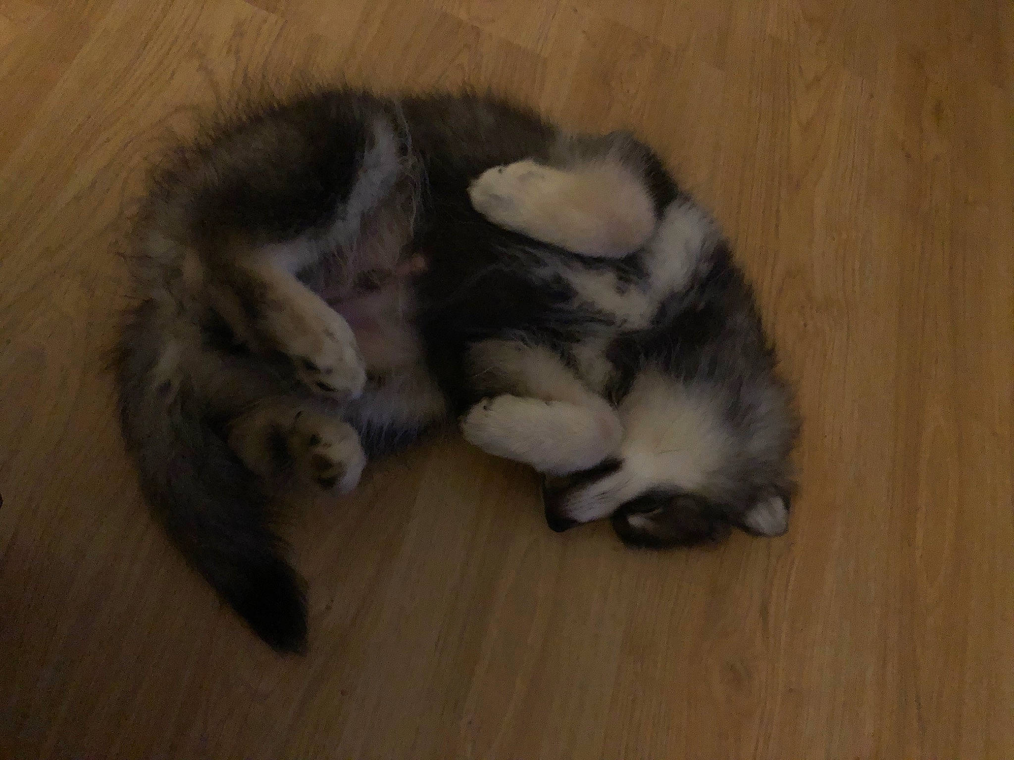 Niviuk a rejoint le concours — aidez-le/la à gagner de superbes lots ! canidae, carnivore, claw, comfort, companion_dog, dog_breed, fawn, felidae, flooring, fur, hardwood, paw, siberian_husky, small_to_medium_sized_cats, tail, terrestrial_animal, vertebrate, whiskers, wood, wood_flooring