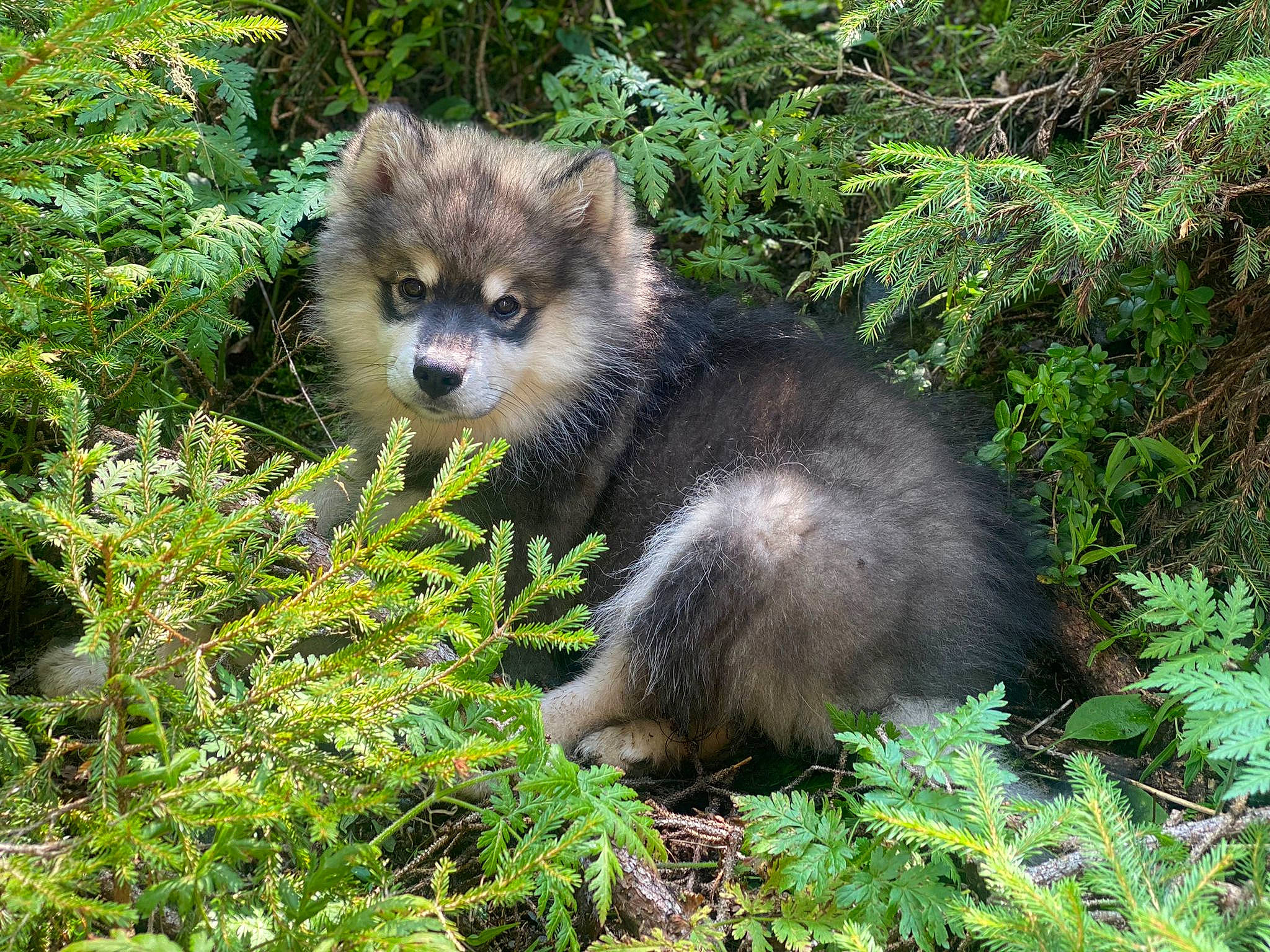Niviuk participe au concours pour gagner de l'argent avec cette photo : biome, carnivore, forest, fur, grass, groundcover, jungle, mustelidae, organism, plant, plant_community, procyon, shrubland, snout, tail, terrestrial_animal, terrestrial_plant, tree, whiskers, wildlife