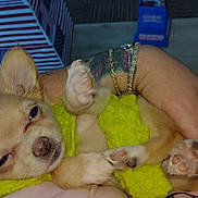 Zoeyanne joined the competition — help win amazing prizes! animal, bracelet, close_up, cute, dog, furry, hand, holding, indoor, paw, person, pet, portrait, puppy, resting, sleepy, small_dog, soft_lighting, tattoo, yellow_sweater