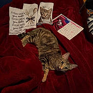 Penelope joined the competition — help win amazing prizes! cat, tabby, blanket, red_blanket, towel, kitchen_towel, calendar, february, indoor, pet, feline, cozy, home, fabric, pattern, cute, animal, resting, mouth_open, fur