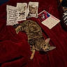 cat, tabby, blanket, red_blanket, towel, kitchen_towel, calendar, february, indoor, pet, feline, cozy, home, fabric, pattern, cute, animal, resting, mouth_open, fur
