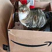 Little Man is registered to the contest to win money with this photo: abyssinian, animal, bag, box, cardboard, carton, cat, crate, hardwood, indoors, kitten, manx, package, packagedelivery, person, pet, plate, sleeping, text, wood