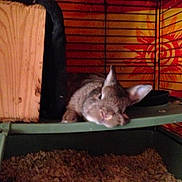 Butch is registered to the contest to win money with this photo: