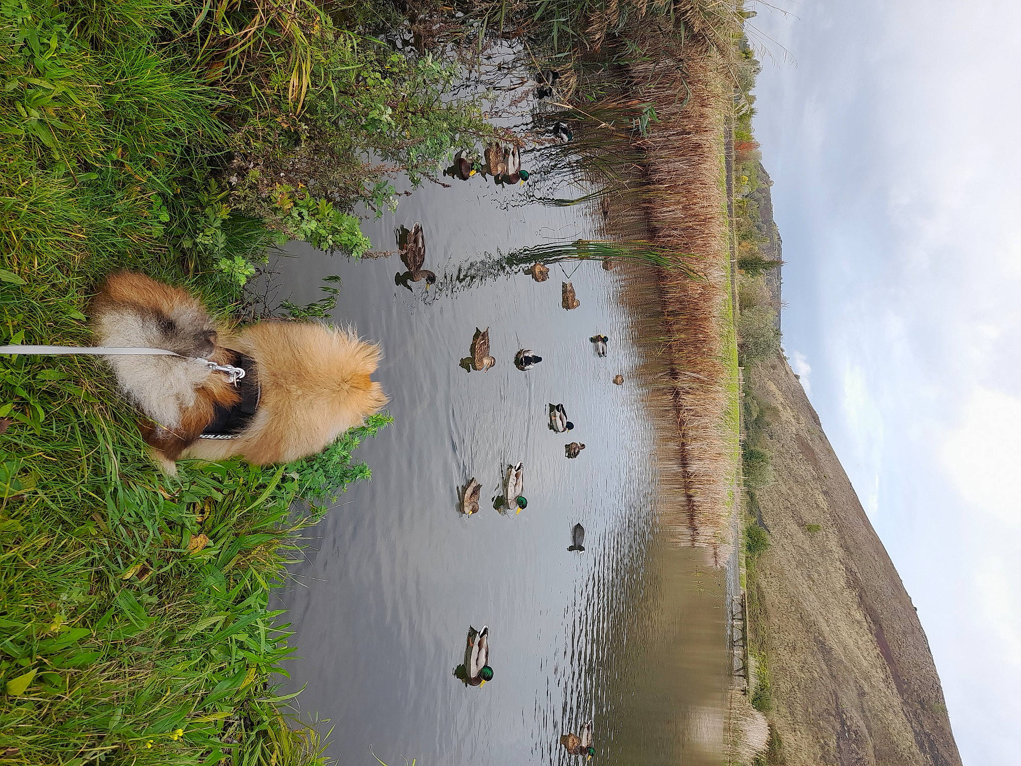 Eliott a rejoint le concours — aidez-le/la à gagner de superbes lots ! _geese_and_swans, bank, beak, biome, bird, branch, cloud, duck, ducks, fawn, grass, lake, natural_landscape, plant, sky, tree, water, water_bird, watercourse, waterfowl