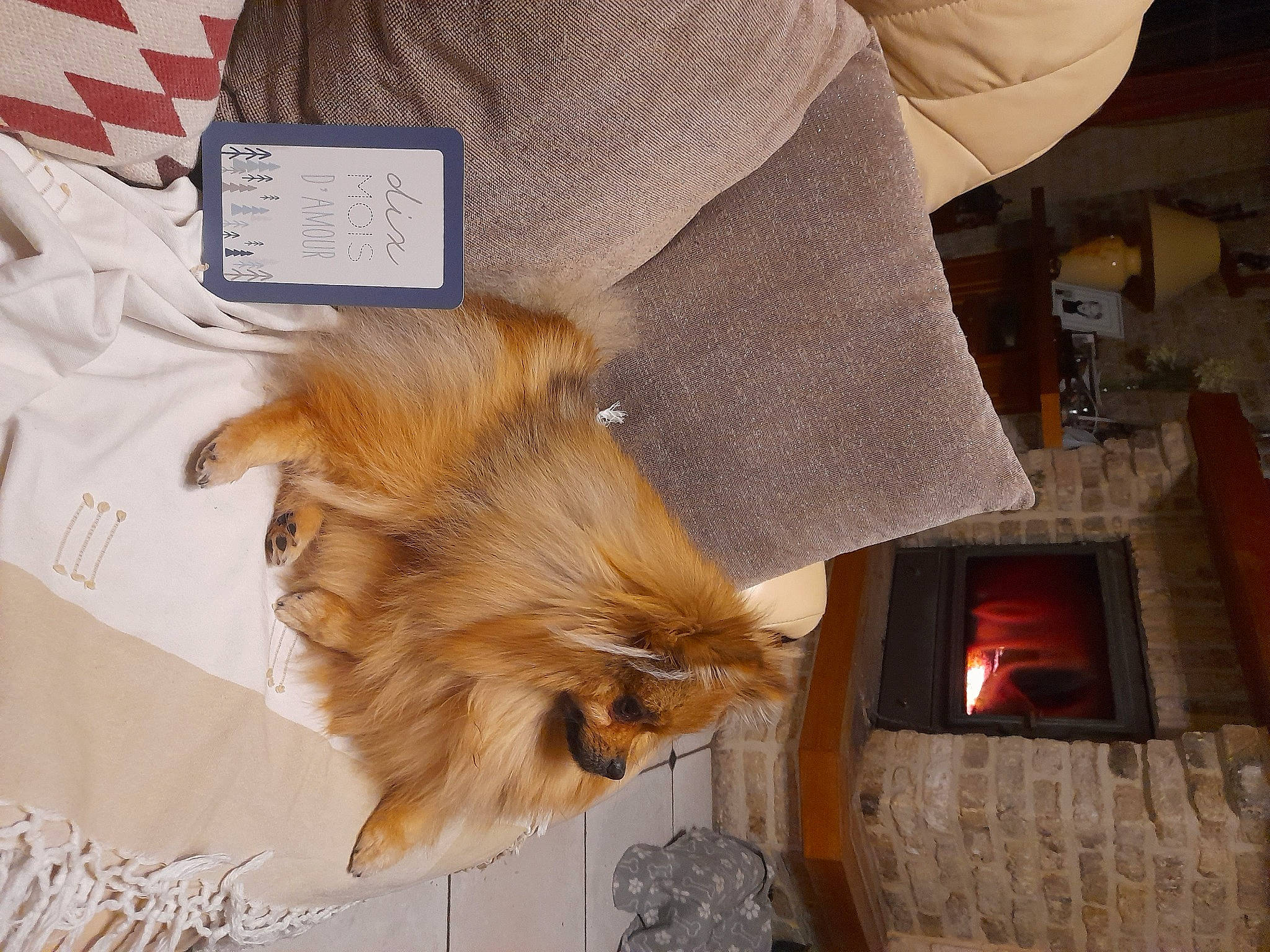 Eliott a rejoint le concours — aidez-le/la à gagner de superbes lots ! carnivore, claw, companion_dog, dog, dog_breed, felidae, flooring, fur, hardwood, liver, sleeve, small_to_medium_sized_cats, snout, tail, toy_dog, whiskers, wood, working_animal