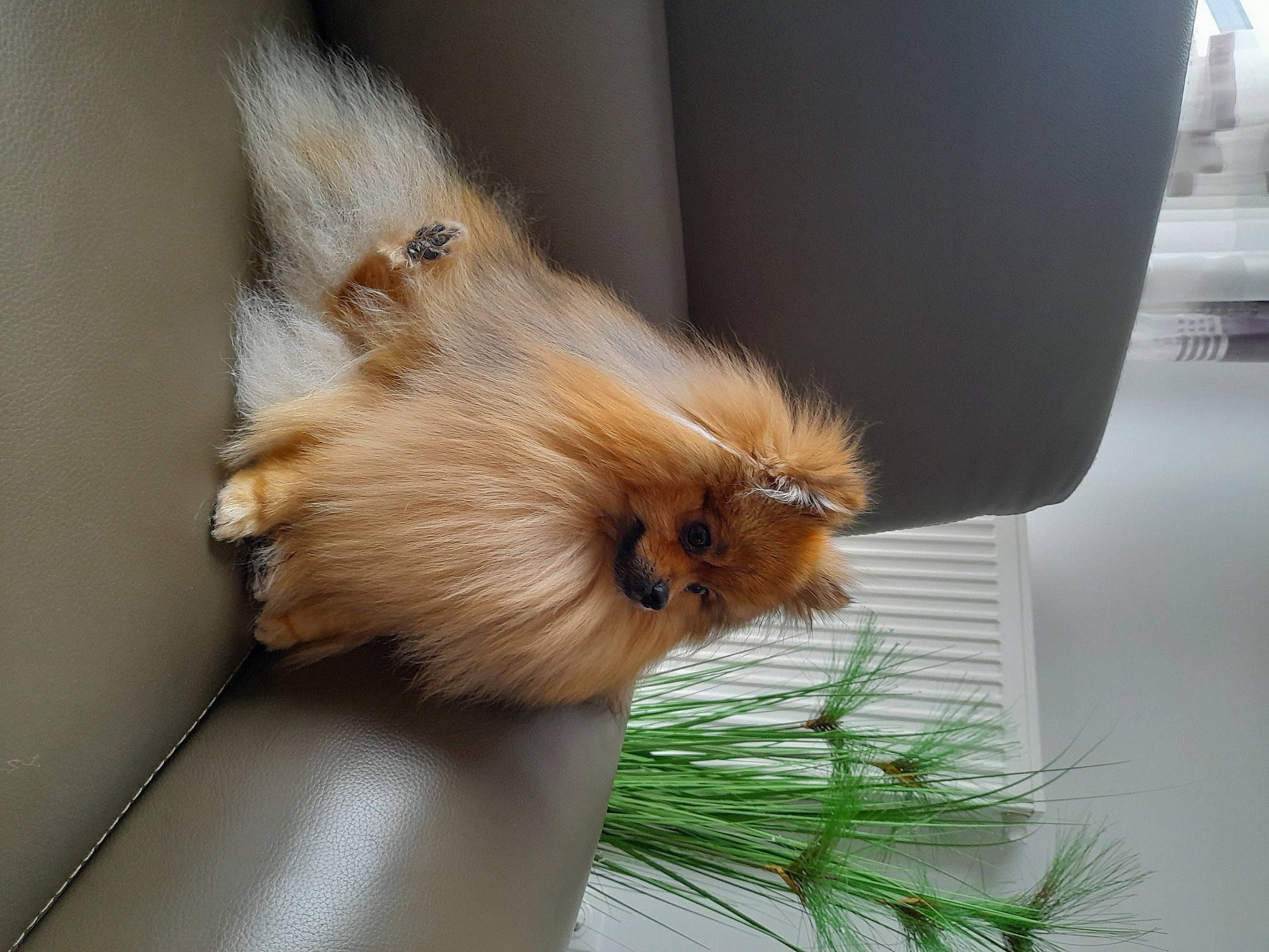 Eliott participe au concours pour gagner de l'argent avec cette photo : claw, companion_dog, eye, fawn, fur, liver, natural_material, plant, rodent, snout, tail, terrestrial_animal, vehicle, whiskers, wildlife, wood