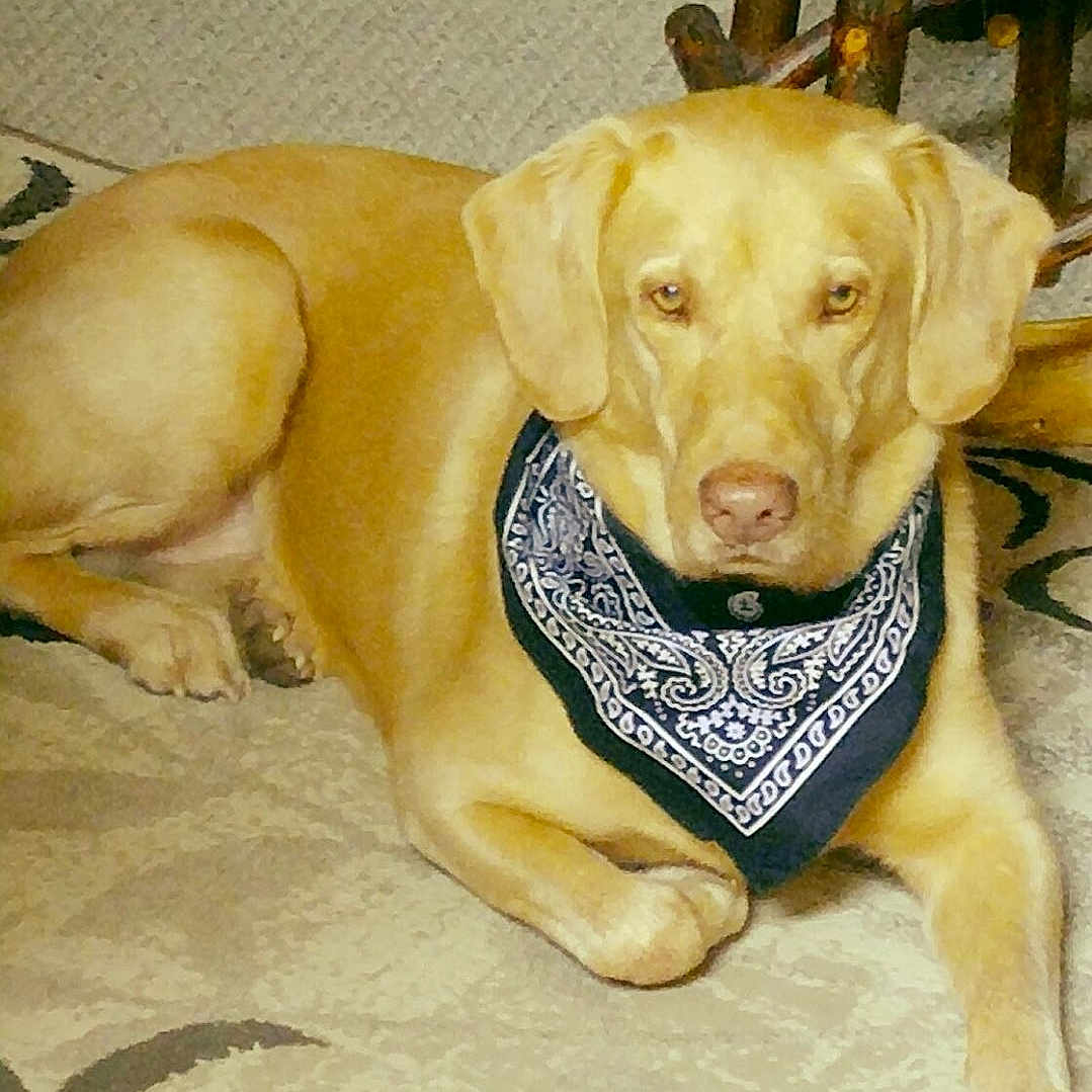 Bo joined the competition — help win amazing prizes! animal, bandana, beige, brown, canine, carpet, companion, cozy, cute, dog, domestic, furniture, golden_retriever, indoor, living_room, pet, portrait, relaxed, resting, wooden_chair