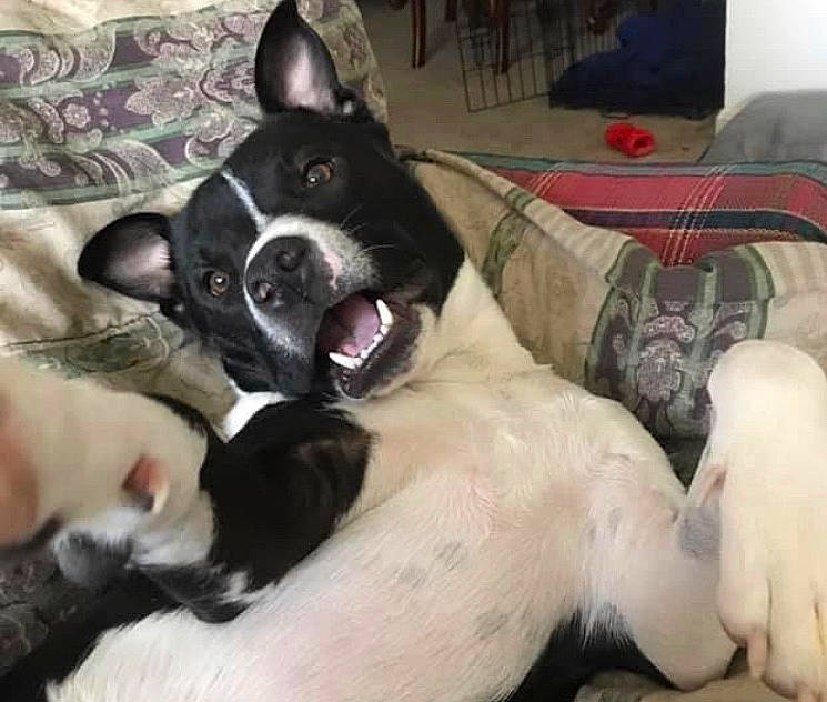 Duffy joined the competition — help win amazing prizes! bed, borador, canidae, carnivore, comfort, companion_dog, couch, dog, dog_breed, dog_supply, fawn, fur, guard_dog, paw, picture_frame, snout, sporting_group, tail, whiskers, working_animal