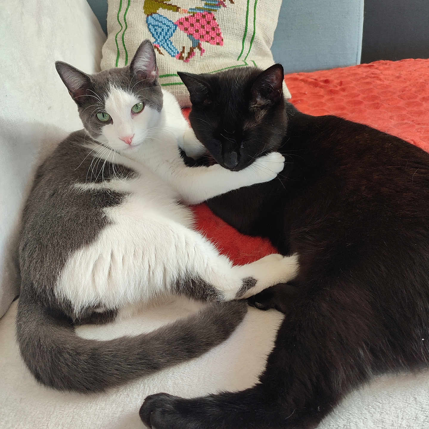 Billy Et Willy participe au concours pour gagner de l'argent avec cette photo : abyssinian, animal, applique, architecture, building, cat, chair, couch, cushion, furniture, homedecor, indoors, kitten, linen, livingroom, manx, pattern, pet, room, siamese