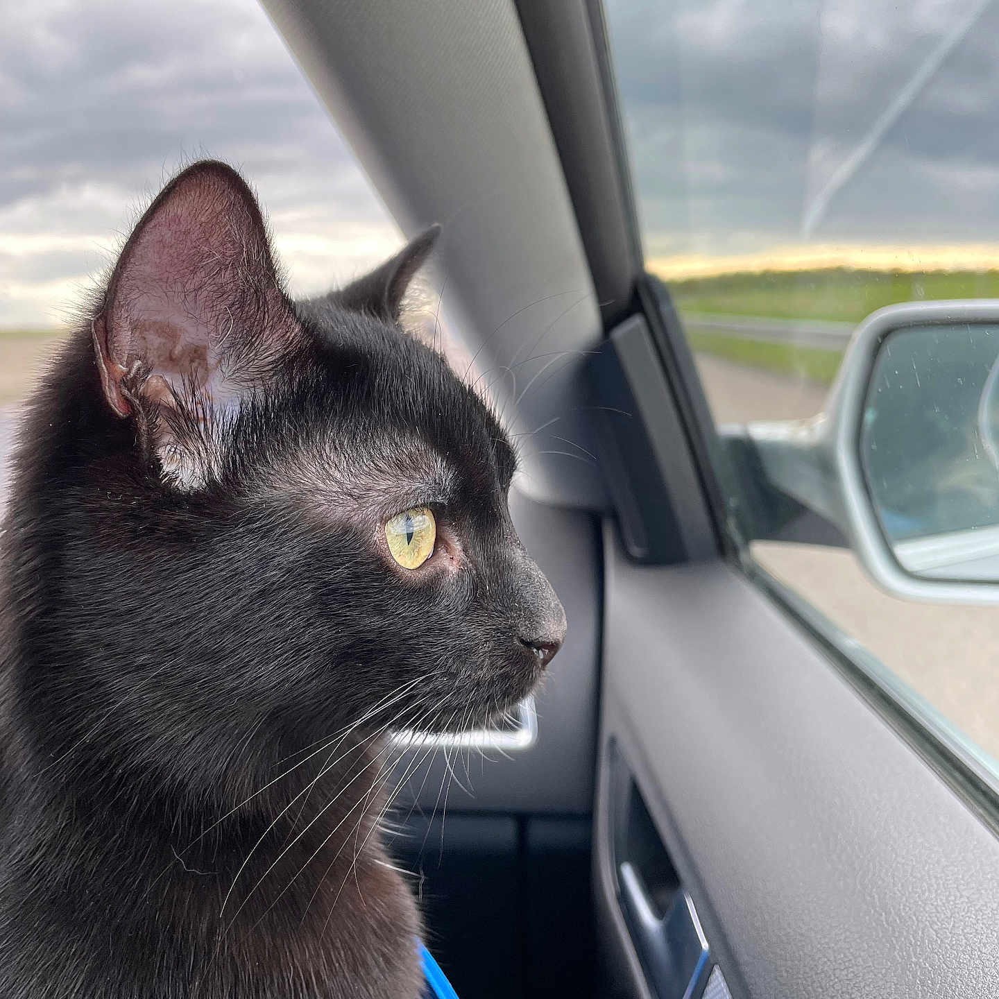 Uky a rejoint le concours — aidez-le/la à gagner de superbes lots ! alloywheel, animal, blackcat, car, car_exterior, carmirror, carwheel, cat, cushion, headrest, kitten, machine, manx, mirror, pet, spoke, tire, transportation, vehicle, wheel