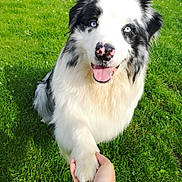 Charlie a rejoint le concours — aidez-le/la à gagner de superbes lots ! dog, border_collie, blue_eyes, paw, handshake, person_hand, green_grass, outdoor, sunlight, happy, tongue_out, pet, animal, fur, playful, nature, summer, friendly, closeup, garden
