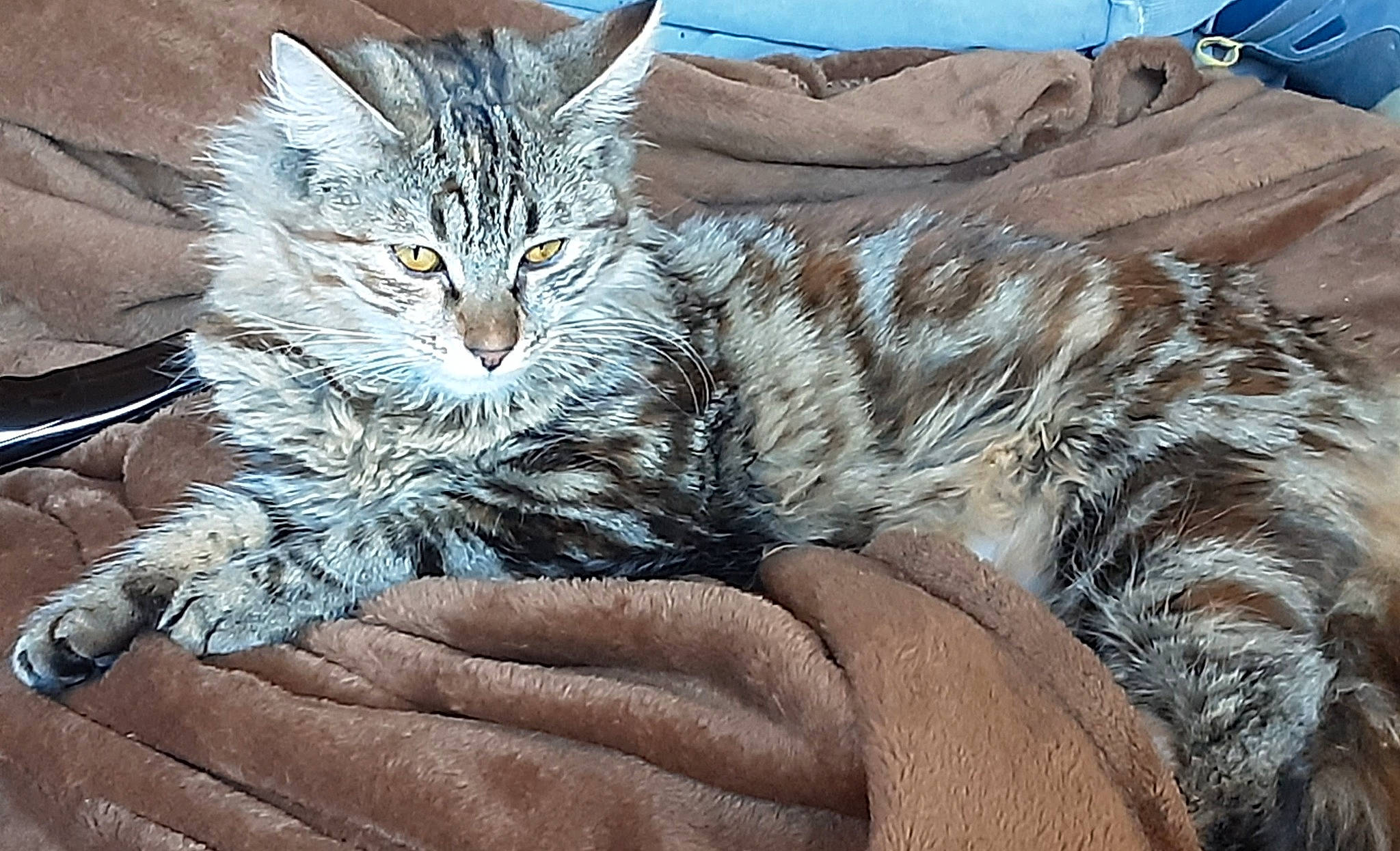 Frimousse participe au concours pour gagner de l'argent avec cette photo : carnivore, cat, claw, comfort, domestic_short_haired_cat, felidae, fur, gesture, grass, nail, nap, paw, sitting, small_to_medium_sized_cats, snout, tail, terrestrial_animal, tree, whiskers, wildlife