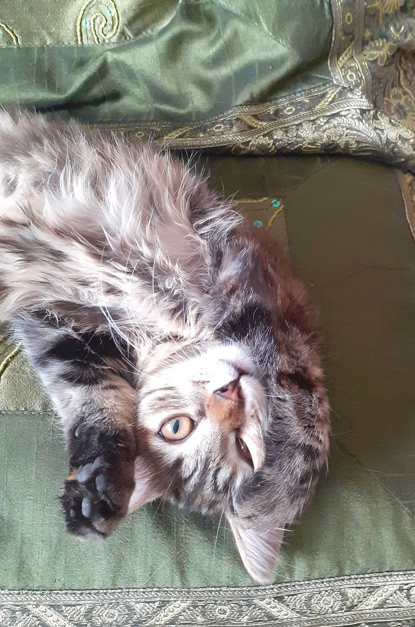 Frimoussr a rejoint le concours — aidez-le/la à gagner de superbes lots ! carnivore, cat, claw, domestic_short_haired_cat, felidae, fur, liver, maine_coon, nap, paw, sleep, small_to_medium_sized_cats, tail, terrestrial_animal, whiskers