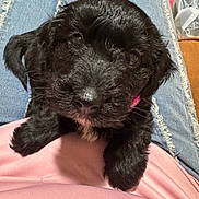 Lady is registered to the contest to win money with this photo: animal, black_fur, closeup, companion, cute, dog, front_view, fur, indoor, lap, person, pet, pink_shirt, puppy, ripped_jeans, sitting, small, white_patch, wooden_floor, young_dog