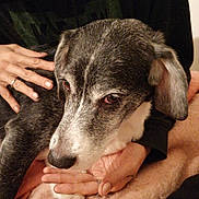 Fripouille participe au concours pour gagner de l'argent avec cette photo : canidae, carnivore, dog, dog_breed, lurcher, mammal, puppy, rare_breed_dog, snout, vertebrate, whippet, whiskers