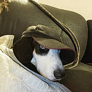 Maman Tempette a rejoint le concours — aidez-le/la à gagner de superbes lots ! canidae, carnivore, dog, dog_breed, italian_greyhound, lurcher, whippet