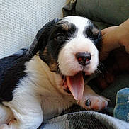 Tempette participe au concours pour gagner de l'argent avec cette photo : australian_shepherd, canidae, carnivore, companion_dog, dog, dog_breed, mammal, miniature_australian_shepherd, petit_basset_griffon_vendeen, puppy, puppy_love, rare_breed_dog, sporting_group, tornjak, vertebrate