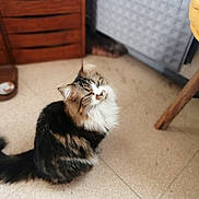 Minette participe au concours pour gagner de l'argent avec cette photo : carnivore, cat, domestic_long_haired_cat, european_shorthair, felidae, floor, fur, kitten, maine_coon, mammal, norwegian_forest_cat, ragamuffin, siberian, small_to_medium_sized_cats, tail, whiskers