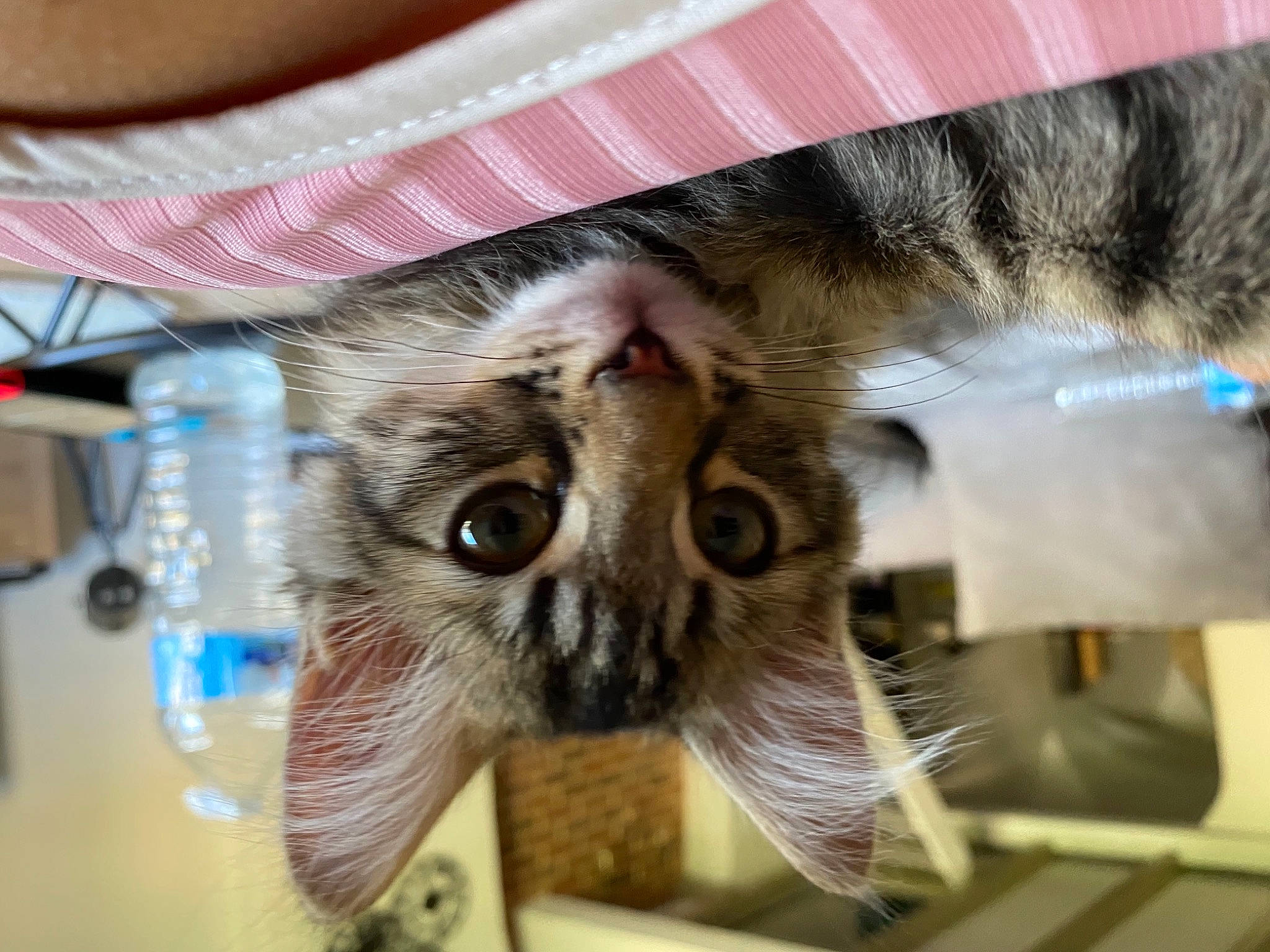 Bouh participe au concours pour gagner de l'argent avec cette photo : beige, bottle, carnivore, cat, domestic_short_haired_cat, drinking_water, fedora, felidae, fur, kitten, pet_supply, plastic, plastic_bottle, small_to_medium_sized_cats, snout, transparent_material, vertebrate, water_bottle, whiskers