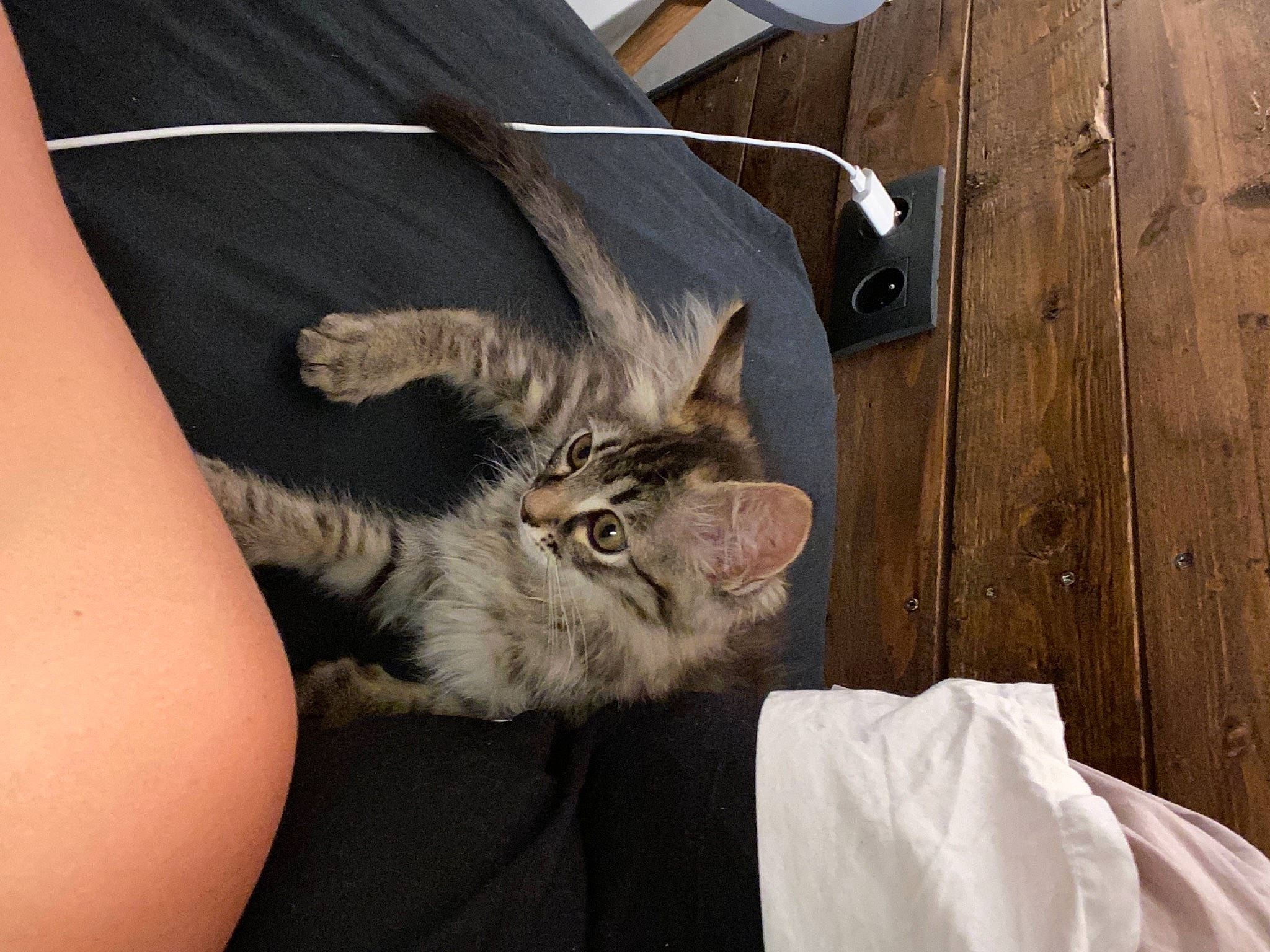 Bouh a rejoint le concours — aidez-le/la à gagner de superbes lots ! carnivore, cat, felidae, fur, plank, small_to_medium_sized_cats, snout, whiskers, wood, wood_stain