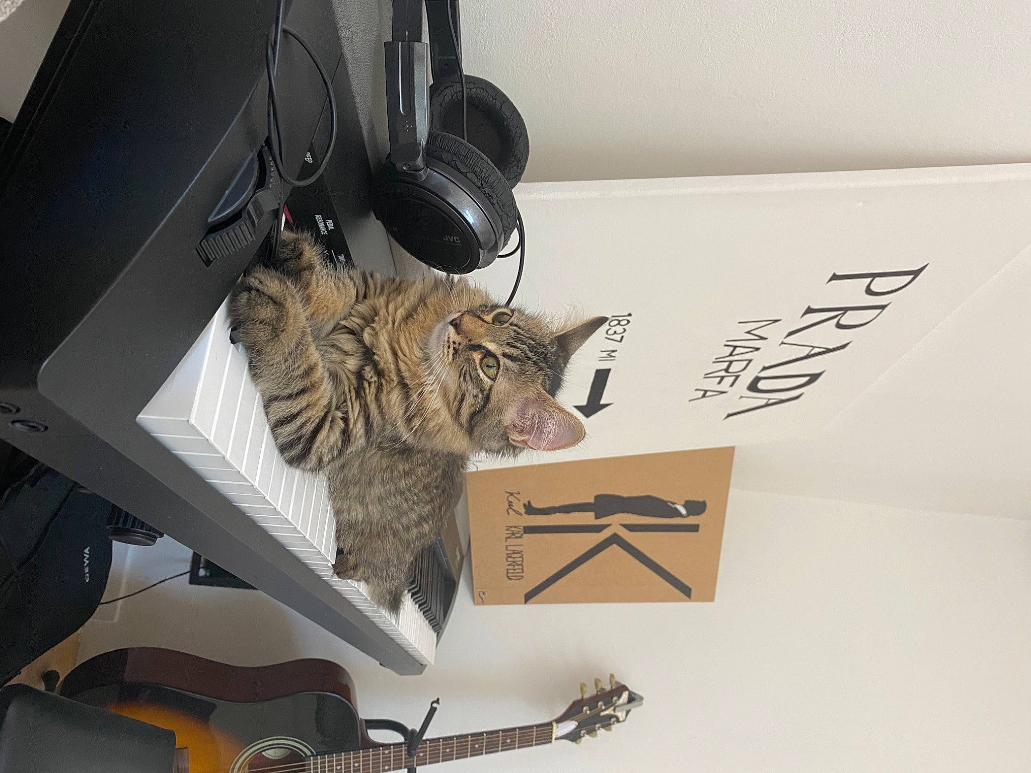 Bouh participe au concours pour gagner de l'argent avec cette photo : carnivore, cat, domestic_short_haired_cat, electric_guitar, electronic_musical_instrument, felidae, fur, guitar, guitar_accessory, musical_instrument, musical_instrument_accessory, output_device, peripheral, plucked_string_instruments, small_to_medium_sized_cats, string_instrument, tabby_cat, whiskers