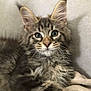Rebel a rejoint le concours — aidez-le/la à gagner de superbes lots ! kitten, cat, fluffy, fur, ears, whiskers, eyes, pet, animal, cute, relaxed, indoor, blanket, couch, soft, tabby, mammal, young, feline, portrait