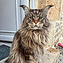 cat, maine_coon, fluffy, long_hair, green_eyes, pet, animal, sitting, doorstep, stone_wall, outdoor, close_up, whiskers, ears, feline, portrait, domestic_cat, curious, nature, home
