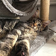 Rebel a rejoint le concours — aidez-le/la à gagner de superbes lots ! cat, tabby, paw, fur, whiskers, ears, carpet, cat_tree, scratching_post, indoor, pet, animal, relaxed, curious, close_up, floor, feline, playful, resting, cute