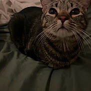 Mater is registered to the contest to win money with this photo: cat, tabby, feline, pet, animal, whiskers, ears, eyes, nose, fur, striped_fur, indoor, bed, bedding, bedroom, close_up, portrait, sitting, wide_eyed, low_light