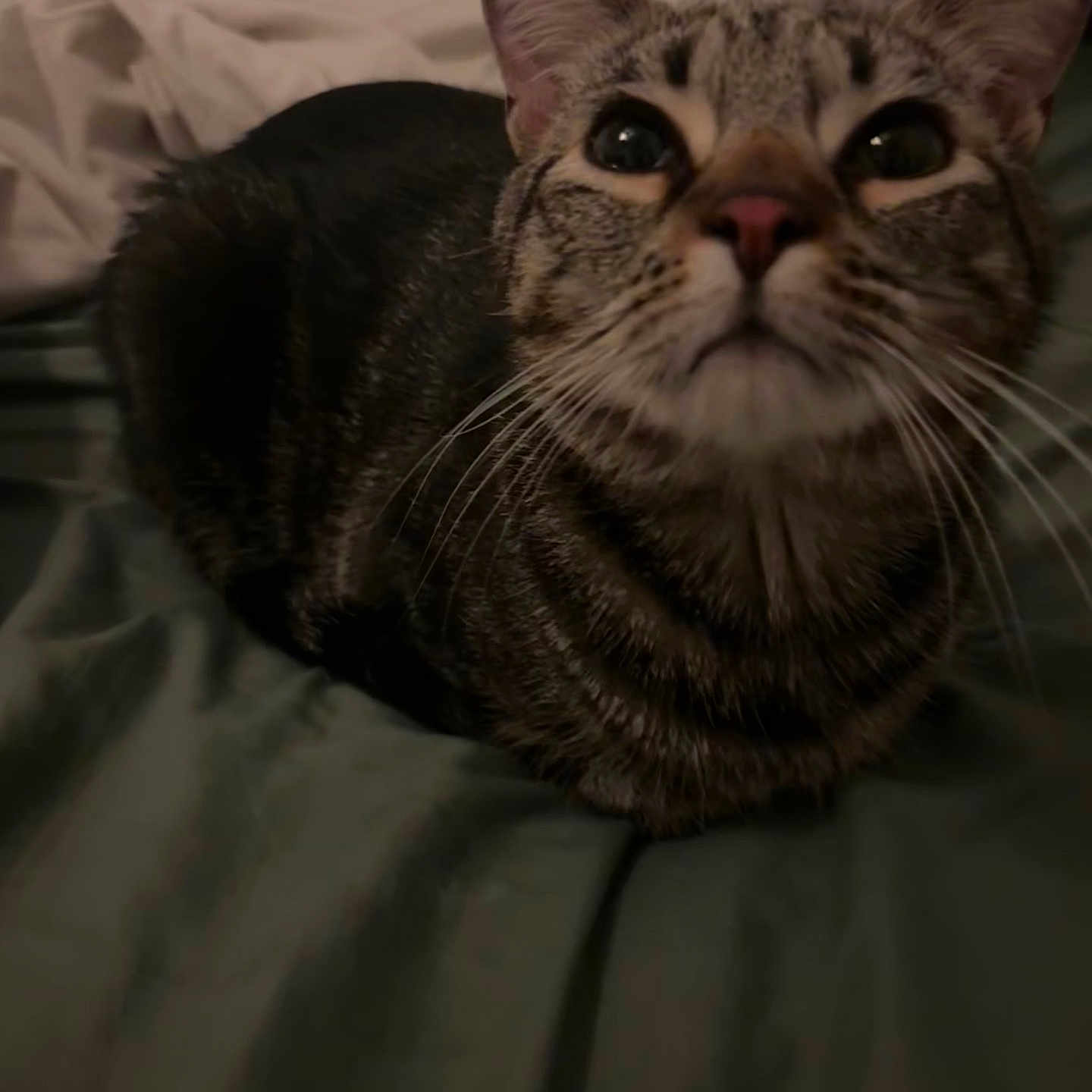Mater is registered to the contest to win money with this photo: cat, tabby, feline, pet, animal, whiskers, ears, eyes, nose, fur, striped_fur, indoor, bed, bedding, bedroom, close_up, portrait, sitting, wide_eyed, low_light