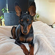 Max participe au concours pour gagner de l'argent avec cette photo : dog, pet, indoor, blanket, brown, black, ears, canine, relaxed, lying_down, furniture, television, plant, cozy, portrait, animal, paw, home, cute, domestic