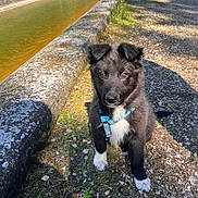Eko participe au concours pour gagner de l'argent avec cette photo : dog, puppy, black_fur, white_paws, blue_harness, portrait, outdoors, canal, water, gravel, grass, sunlight, shadow, ears, eyes, nose, trail, nature, cute, pet