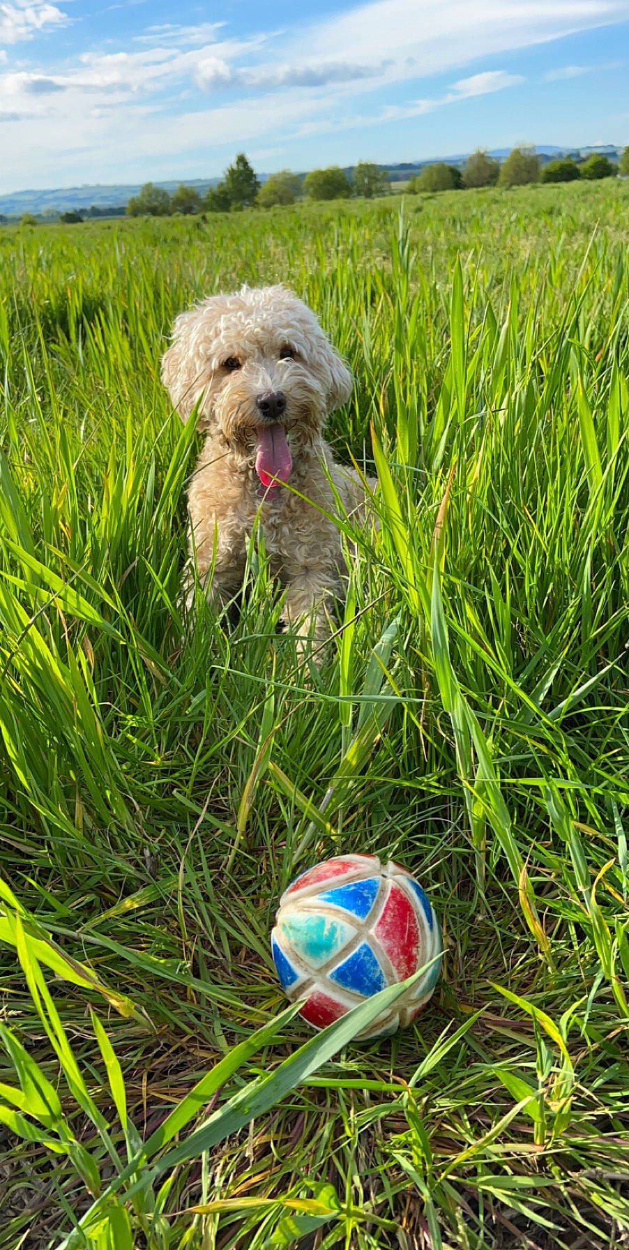 Brandi joined the competition — help win amazing prizes! ball, canidae, carnivore, cockapoo, dog, dog_breed, goldendoodle, grass, grass_family, labradoodle, mammal, petit_basset_griffon_vendeen, plant, poodle_crossbreed, schnoodle, spanish_water_dog, sporting_group, sporting_lucas_terrier, tennis_ball, terrier