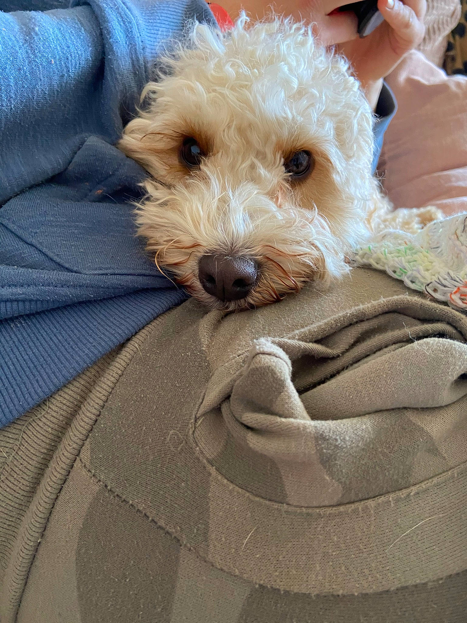 Brandi is registered to the contest to win money with this photo: canidae, carnivore, cockapoo, companion_dog, dog, dog_breed, dutch_smoushond, fox_terrier, goldendoodle, maltepoo, mammal, miniature_poodle, puppy, rare_breed_dog, schnoodle, sealyham_terrier, sporting_lucas_terrier, terrier, vertebrate, wire_hair_fox_terrier