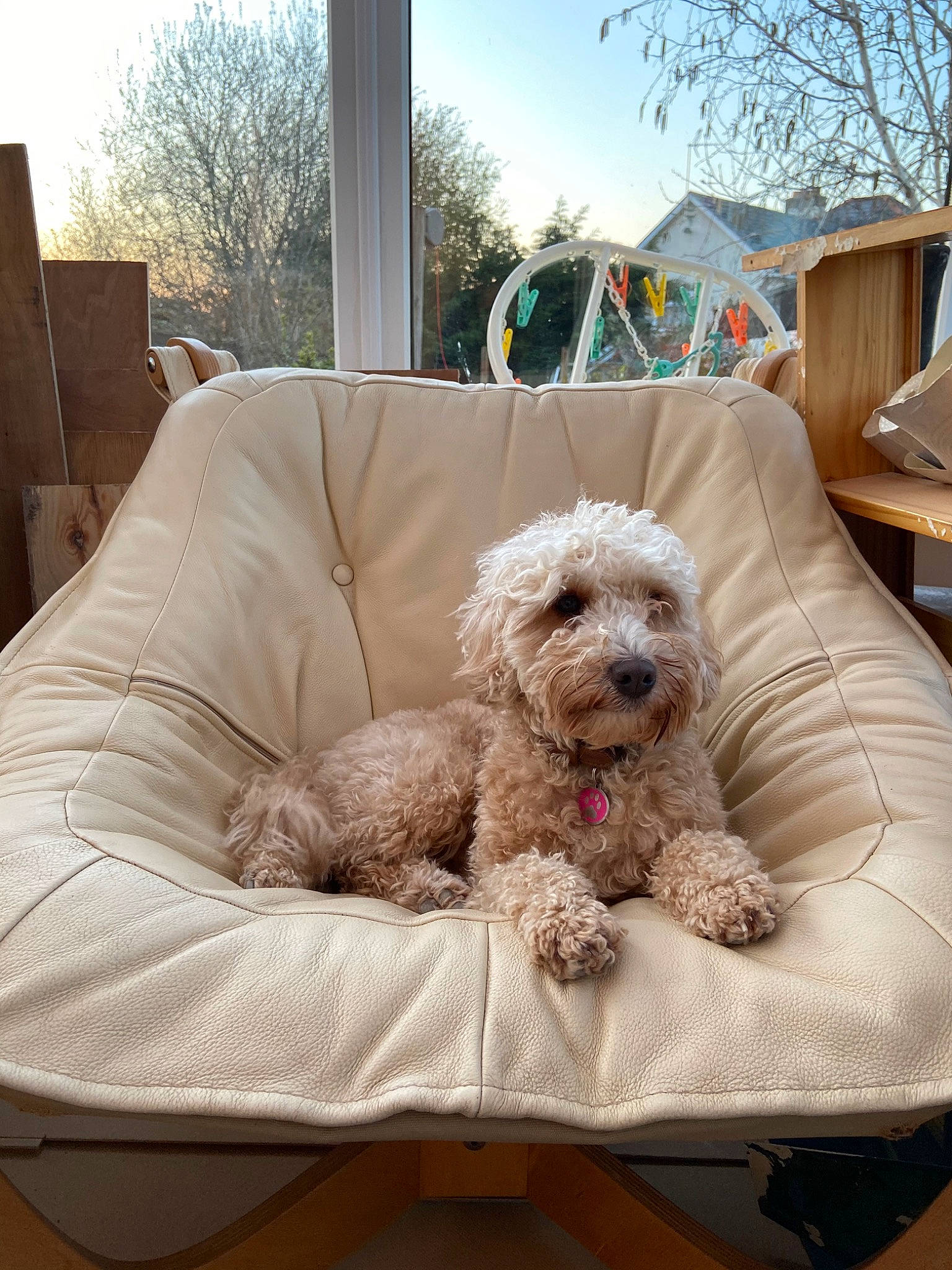 Brandi is registered to the contest to win money with this photo: canidae, carnivore, cockapoo, companion_dog, dog, dog_breed, furniture, home, maltepoo, mammal, miniature_poodle, non_sporting_group, poodle, poodle_crossbreed, schnoodle, spanish_water_dog, sporting_group, toy_dog, toy_poodle, vertebrate