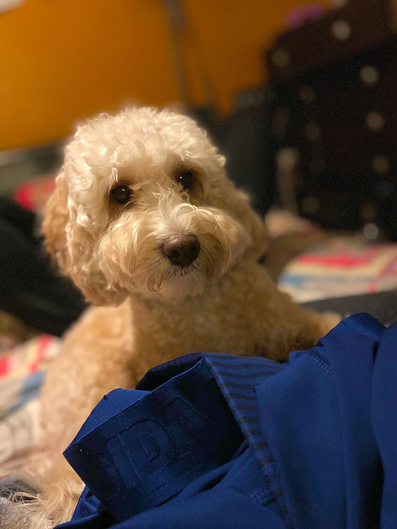 Brandi is registered to the contest to win money with this photo: canidae, carnivore, cavapoo, cockapoo, companion_dog, dog, dog_breed, dutch_smoushond, havanese, maltepoo, maltese, mammal, poodle_crossbreed, puppy, schnoodle, snout, sporting_lucas_terrier, terrier, toy_poodle, vertebrate