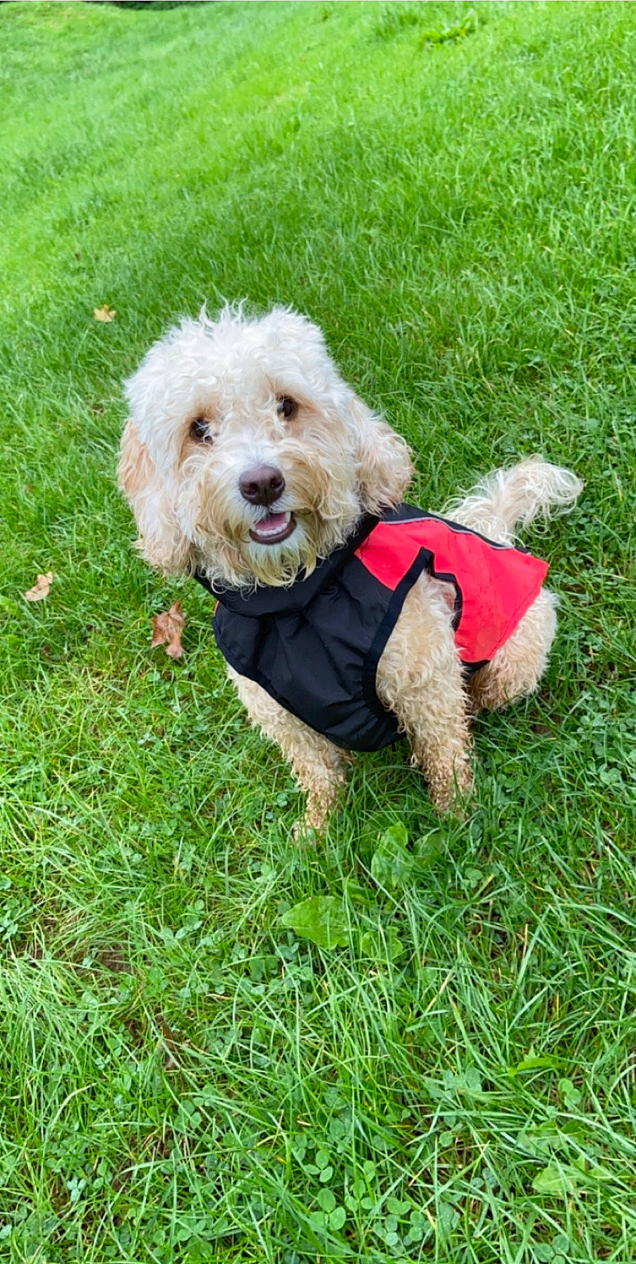 Brandi is registered to the contest to win money with this photo: briquet_griffon_vendeen, canidae, carnivore, cockapoo, companion_dog, dog, dog_breed, goldendoodle, grass, labradoodle, lagotto_romagnolo, maltepoo, mammal, miniature_poodle, petit_basset_griffon_vendeen, poodle, poodle_crossbreed, schnoodle, toy_poodle, vertebrate