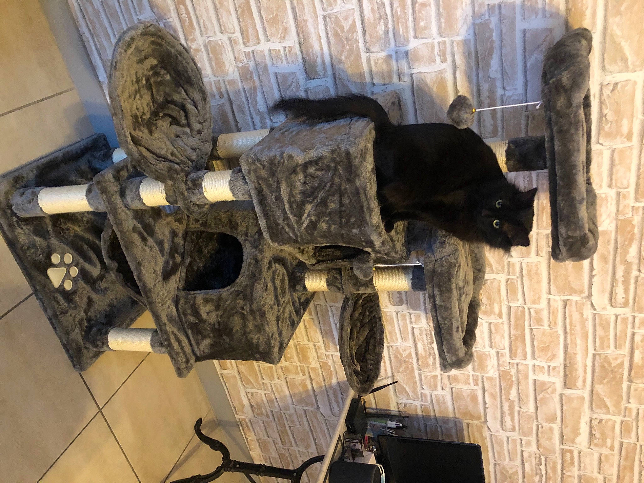 Pitchoune participe au concours pour gagner de l'argent avec cette photo : art, felidae, flooring, fur, metal, pet_supply, room, sculpture, small_to_medium_sized_cats, tail, terrestrial_animal, visual_arts, wood, working_animal