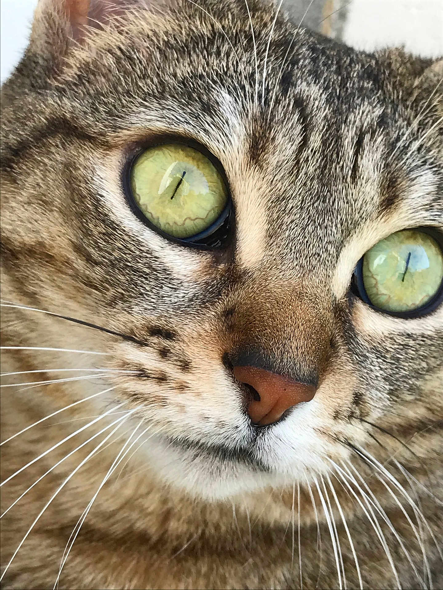 Fahina a rejoint le concours — aidez-le/la à gagner de superbes lots ! cat, tabby_cat, close_up, green_eyes, whiskers, fur, nose, pet, animal, mammal, face, portrait, domestic_cat, curious, cute, feline, eyes, natural_light, texture, macro
