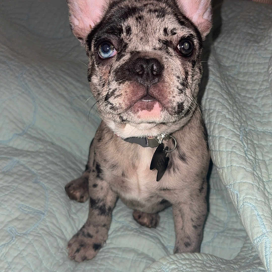 Luna joined the competition — help win amazing prizes! adorable, animal, bedroom, blanket, blue_eye, brown_eye, collar, cute, dog, domestic_animal, ears, french_bulldog, fur, indoor, merle, pet, puppy, quilt, sitting, young