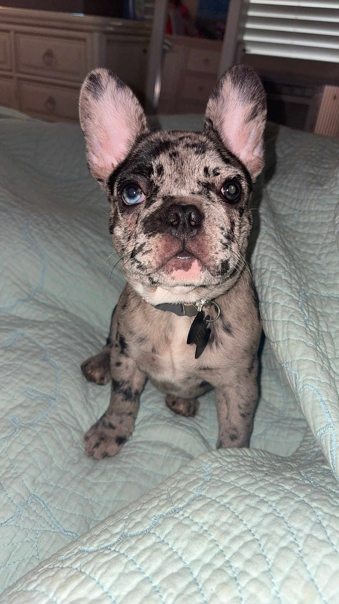 Luna joined the competition — help win amazing prizes! adorable, animal, bedroom, blanket, blue_eye, brown_eye, collar, cute, dog, domestic_animal, ears, french_bulldog, fur, indoor, merle, pet, puppy, quilt, sitting, young