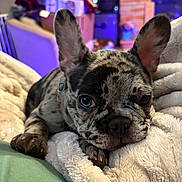 Luna is registered to the contest to win money with this photo: animal, blanket, close_up, comfort, cozy, cute, dog, ears, face, french_bulldog, fur, home, indoor, paw, pet, puppy, relaxed, resting, sleepy, soft