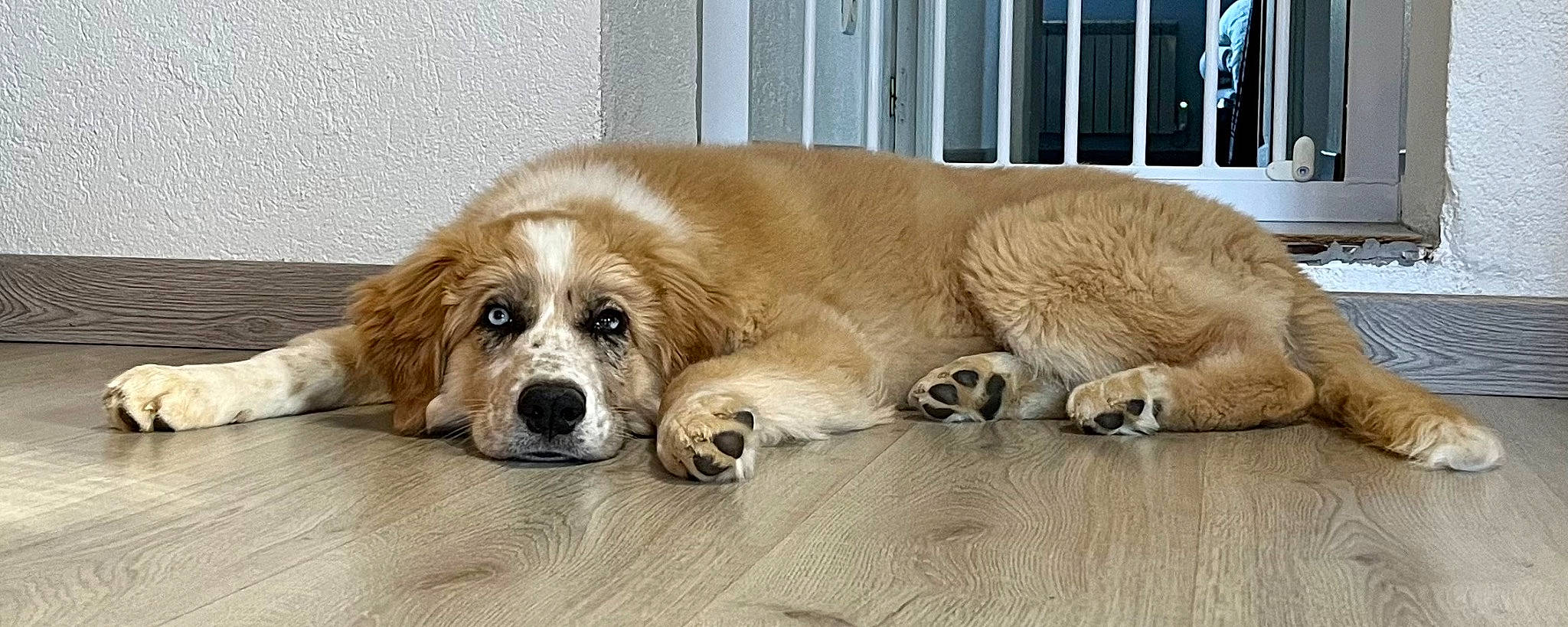 Alaska a rejoint le concours — aidez-le/la à gagner de superbes lots ! bored, canidae, carnivore, comfort, companion_dog, dog, dog_breed, door, fawn, flooring, fur, hardwood, liver, paw, snout, sporting_group, terrestrial_animal, whiskers, wood, working_animal