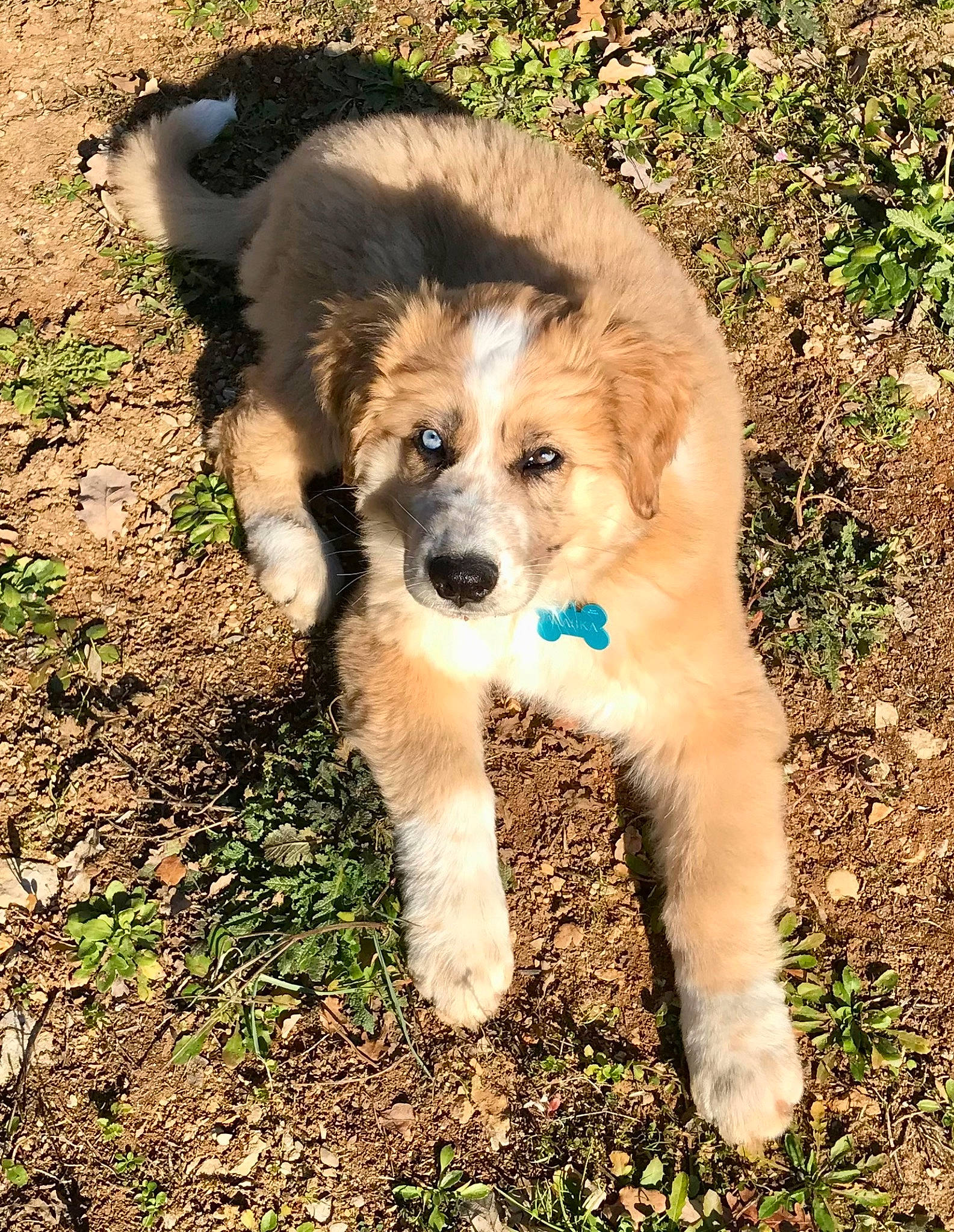 Alaska participe au concours pour gagner de l'argent avec cette photo : ancient_dog_breeds, canidae, carnivore, companion_dog, dog, dog_breed, fawn, fur, grass, plant, puppy, snout, soil, sporting_group, tail, terrestrial_animal, tree, working_dog