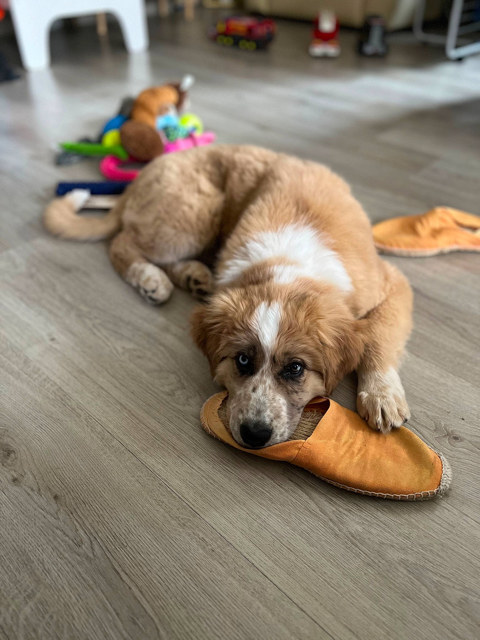 Alaska participe au concours pour gagner de l'argent avec cette photo : carnivore, companion_dog, corgi_chihuahua, dog, dog_breed, dog_supply, fawn, floor, flooring, fur, hardwood, paw, puppy_love, snout, spaniel, toy_dog, whiskers, wood, working_animal, yorkshire_terrier