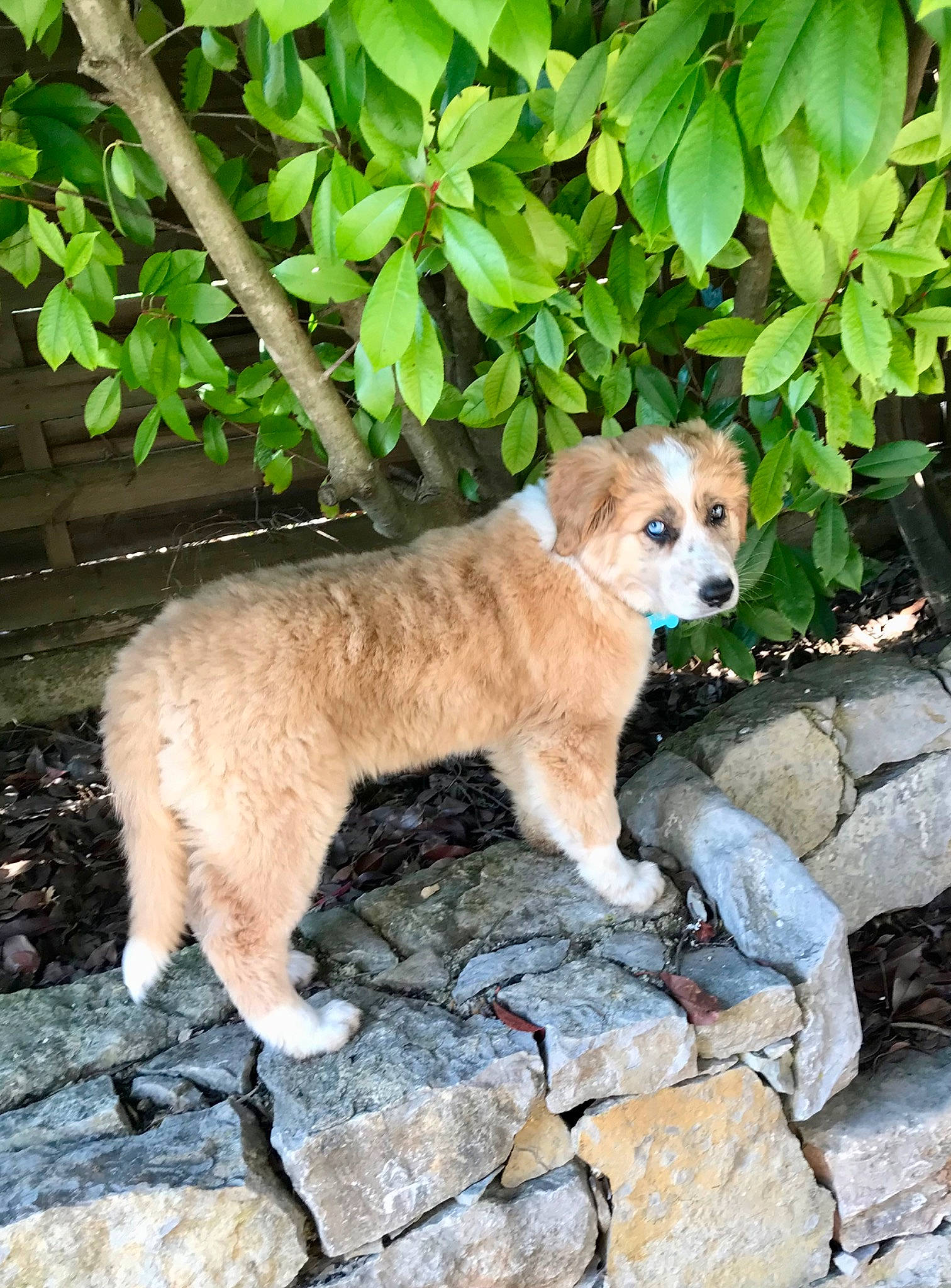 Alaska a rejoint le concours — aidez-le/la à gagner de superbes lots ! ancient_dog_breeds, canidae, carnivore, companion_dog, dog, dog_breed, fawn, felidae, fur, grass, plant, rock, snout, sporting_group, tail, terrestrial_animal, tree, trunk, whiskers, wildlife