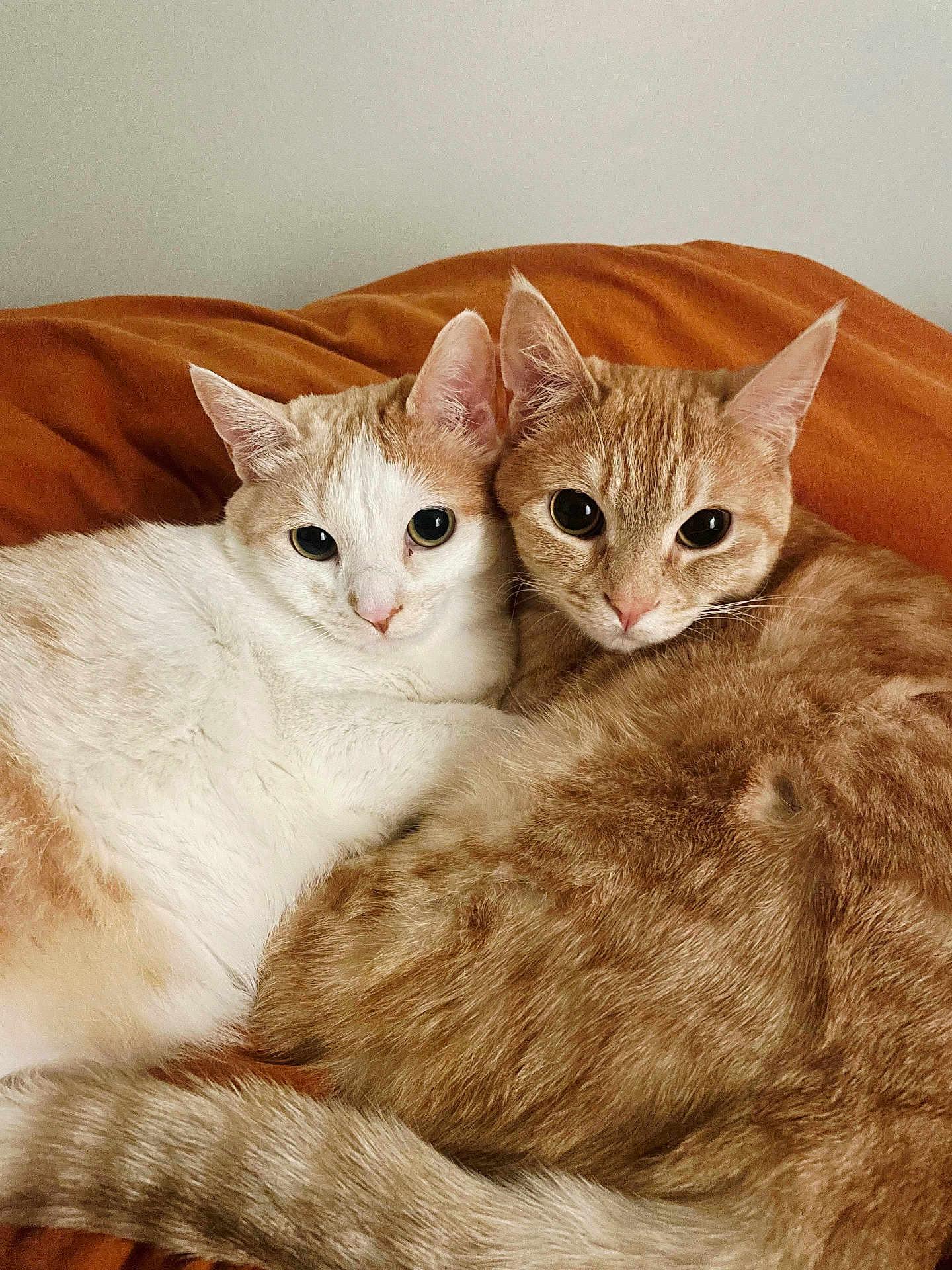 Wave And Gold joined the competition — help win amazing prizes! animal, animals, blanket, cat, cats, companion, cozy, cute, domestic, ears, eyes, feline, fur, indoor, orange, pet, pets, resting, snuggling, whiskers
