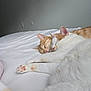Wave And Gold is registered to the contest to win money with this photo: animal, bed, cat, closeup, cozy, cute, feline, friendship, fur, indoor, orange_cat, peaceful, pets, relaxation, resting, sleeping, snuggling, soft, white_bed, white_cat