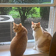 Wave And Gold is registered to the contest to win money with this photo: animals, bushes, car, cat, curious, daylight, domestic, feline, garden, house, indoor, looking_outside, orange_cat, pets, screen, sitting, two_cats, white_cat, window, windowsill